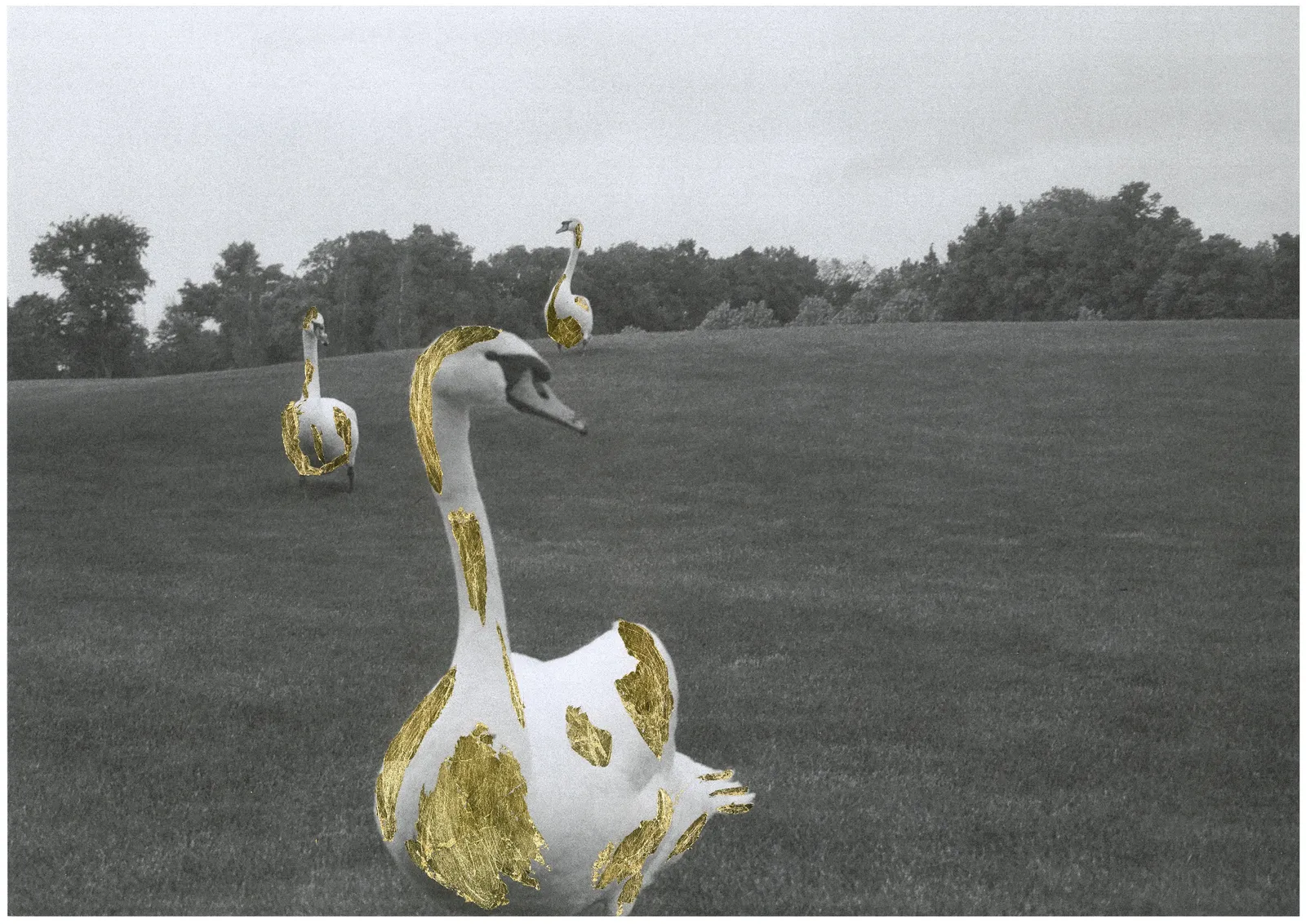 The swans raised on the crumbs of a golden loaf