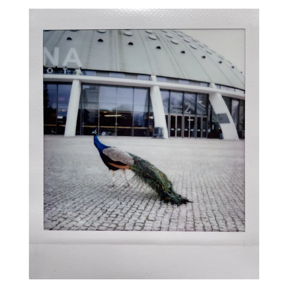 Peacock and the city