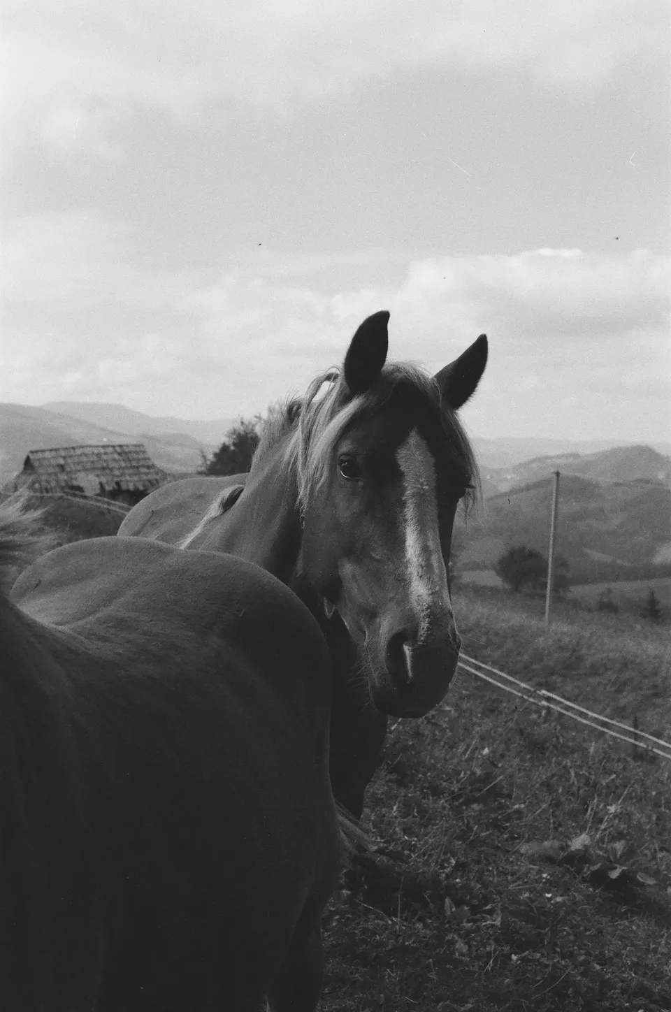 Horsing around